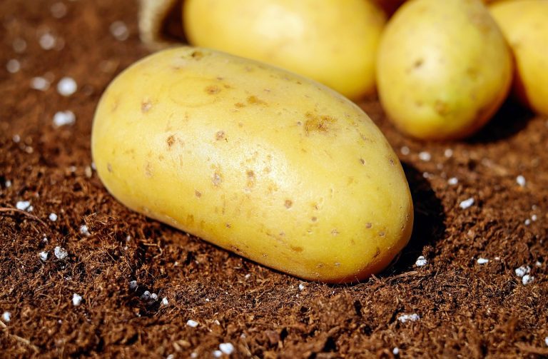 Où trouver des pommes de terre yacon au Portugal
