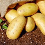 Cuándo plantar batatas en Portugal