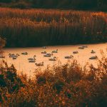 Birdwatching Alentejo em Alijó: Natureza e Aves à Vista
