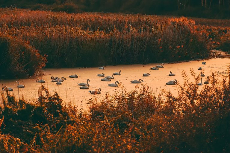 Vogelbeobachtung Alentejo in Alijó: Natur und Vögel in Sicht