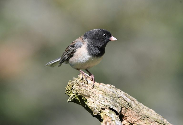 Birdwatching Óbidos: Odivelas, ein Paradies für Vogelliebhaber