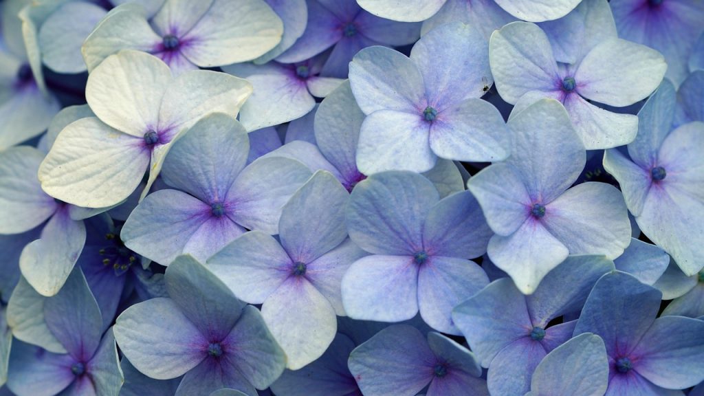 Les bonbons typiques de l'île de Flores : des saveurs qui conquièrent à Lajes das Flores