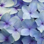 弗洛雷斯岛的典型糖果： Lajes das Flores风味