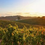 Enoturismo Mora em Mogadouro: Vinhos, Histórias e Tradição