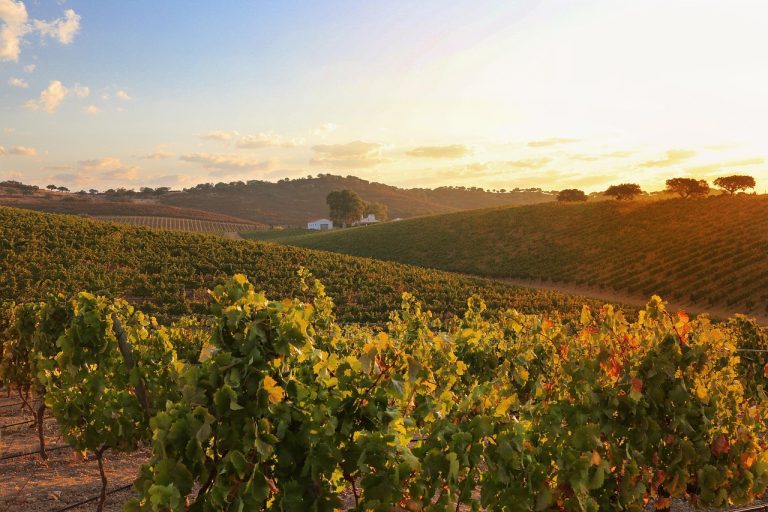 El enoturismo vive en Mogadouro: vinos, historias y tradición