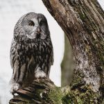 Graciosa Santa Cruz: Encantos e Segredos da Vila Açoriana