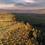 Ländlicher Tourismus in Alcacovas: Tradition und Natur im tiefen Alentejo