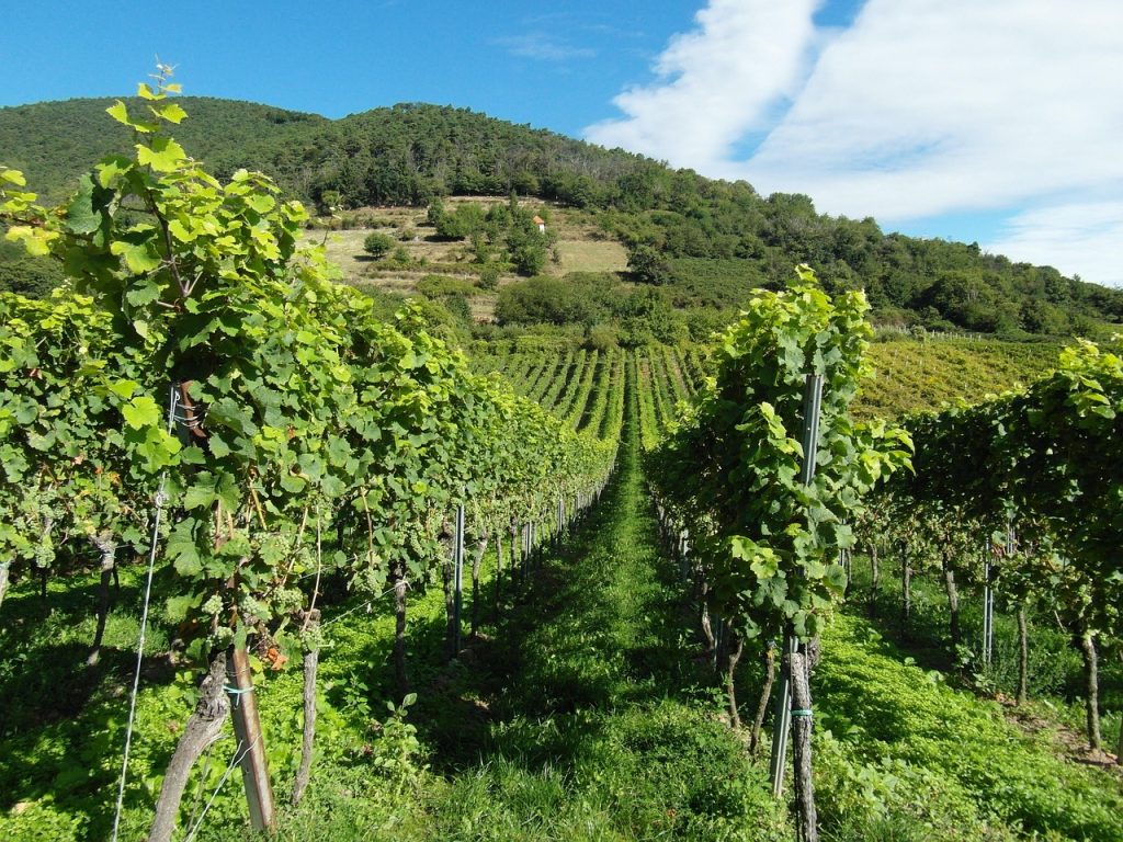 Vinhos de Vinhas Velhas em Vinhais: Tradição e Sabor Autêntico