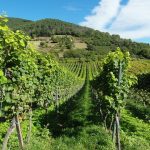 Vinos de viñedos antiguos en Vinhais: tradición y sabor auténtico