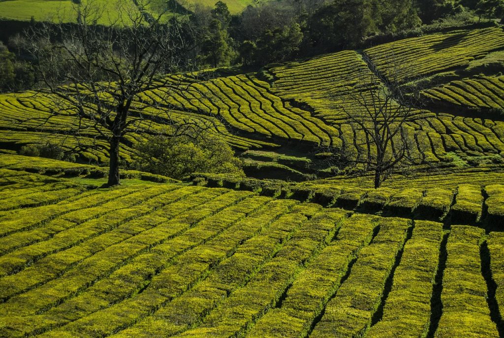 Cascatas Cabeceiras de Basto: Beleza Natural e Tranquilidade no Minho