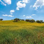 Trilhos Ferreira do Zêzere: Caminhos para Sentir o Alentejo