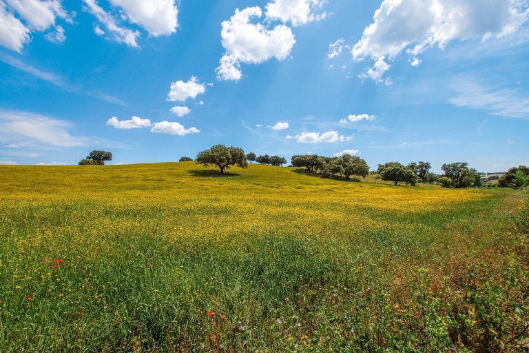 Trilhos Ferreira do Zêzere: Caminhos para Sentir o Alentejo