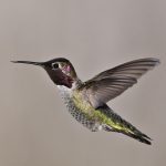 Bird watching Vilamoura: Observação de aves em Vila Flor