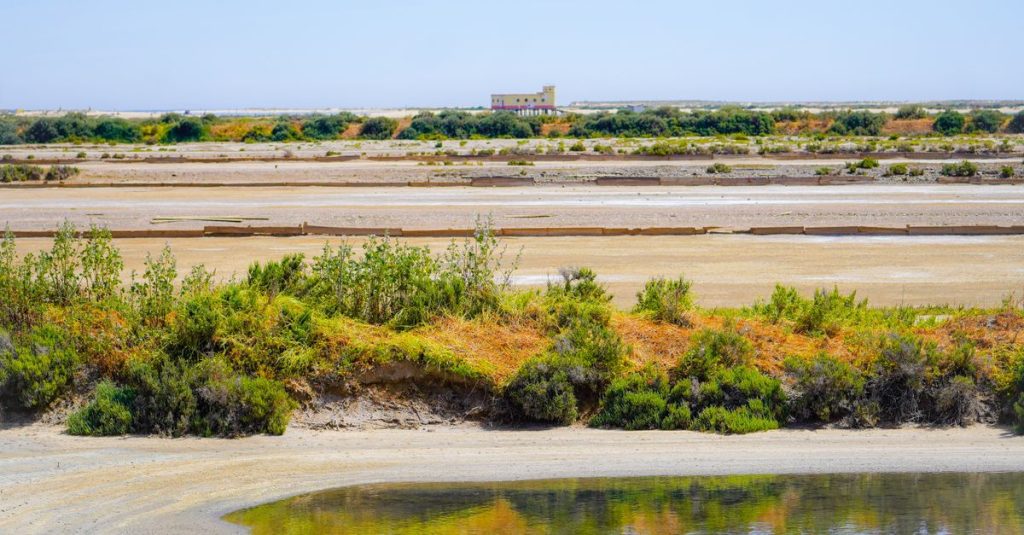 Birdwatching Faro em Vila Flor: Um Refúgio para os Amantes da Natureza
