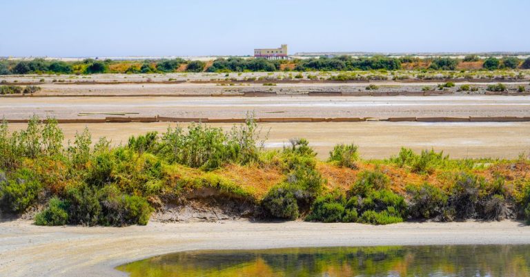 Birdwatching Faro em Vila Flor: Um Refúgio para os Amantes da Natureza