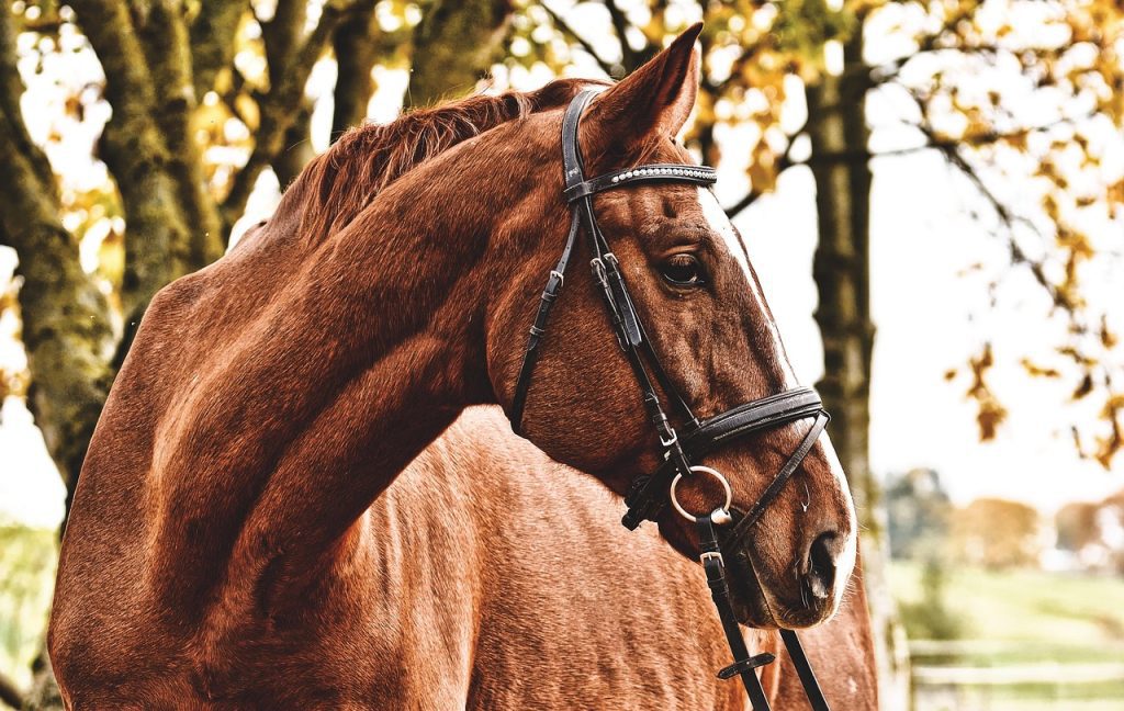 Passeio a Cavalo em Melides: Natureza e Tradição no Cadaval