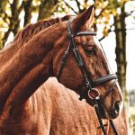 Passeio a Cavalo em Melides: Natureza e Tradição no Cadaval