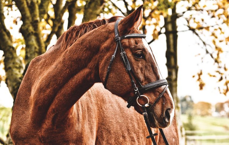 Passeio a Cavalo em Melides: Natureza e Tradição no Cadaval
