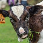 Turismo rural em Serpa: Experiências autênticas no coração alentejano
