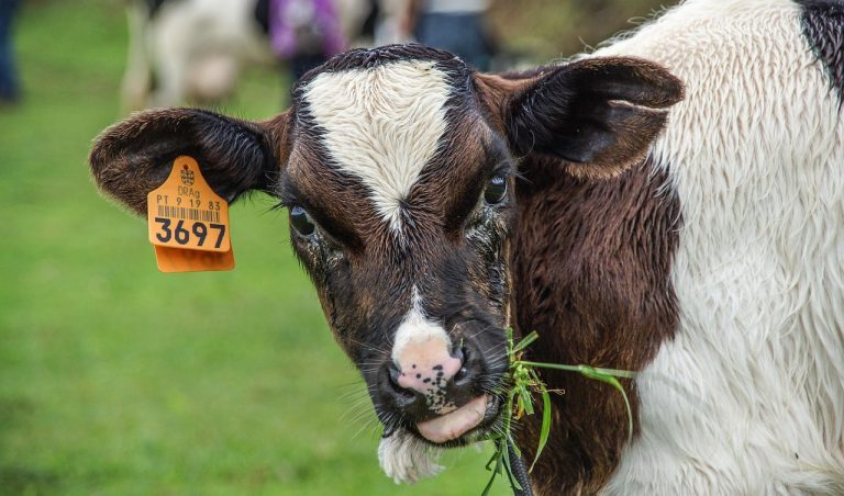 Turismo rural em Serpa: Experiências autênticas no coração alentejano