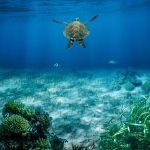 Visita Marinha Grande: Entre História, Natureza e Tradição Vidreira